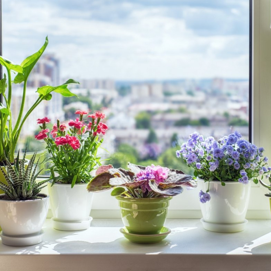 10 удивительных растений, которые помогут улучшить воздух в доме и улучшить сон